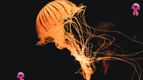 Jellyverse Introduces jAssets: A New Synthetic Assets Protocol